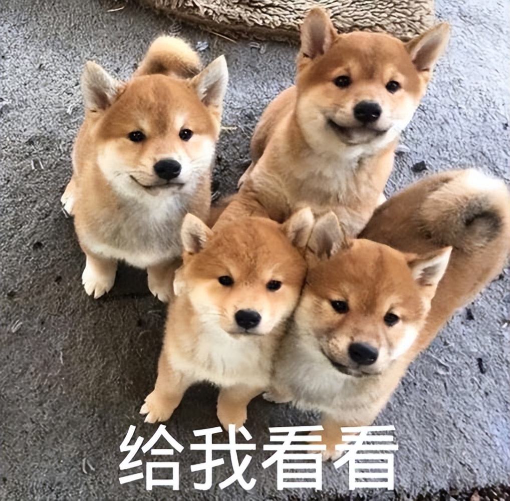 狗狗的4种交配方式，网友：没见过