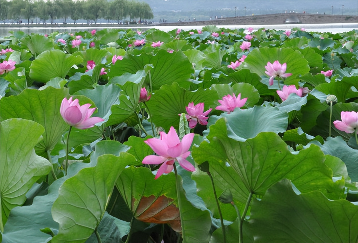 8座著名古寺，8首著名古诗，哪座古寺对应的古诗最有诗情画意？