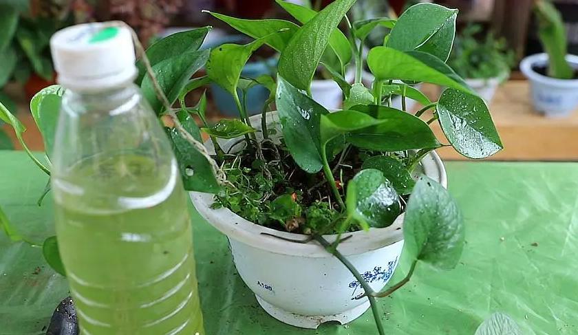 绿萝怎么养才能更旺盛不会变绿,绿萝怎么养才能更旺盛长更快