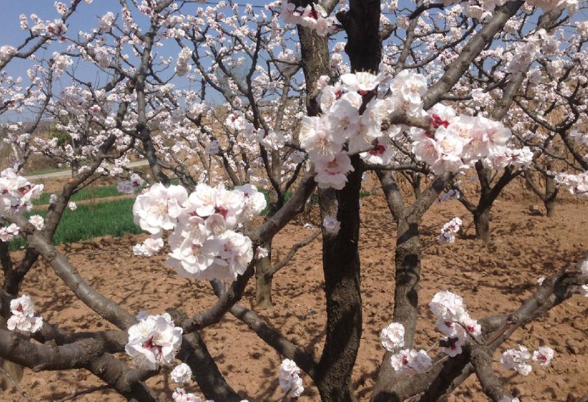杏花桃花梨花荷花的诗有哪些,关于描写桃花杏花的唯美诗句
