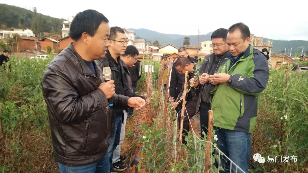 易门农业种植,易门豌豆种子