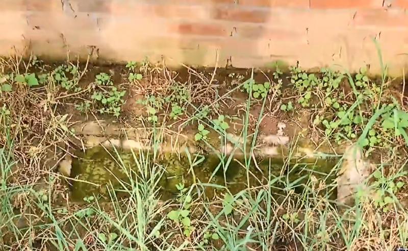 黄喉拟水龟养殖场水深标准,黄缘闭壳龟龟苗多久长大