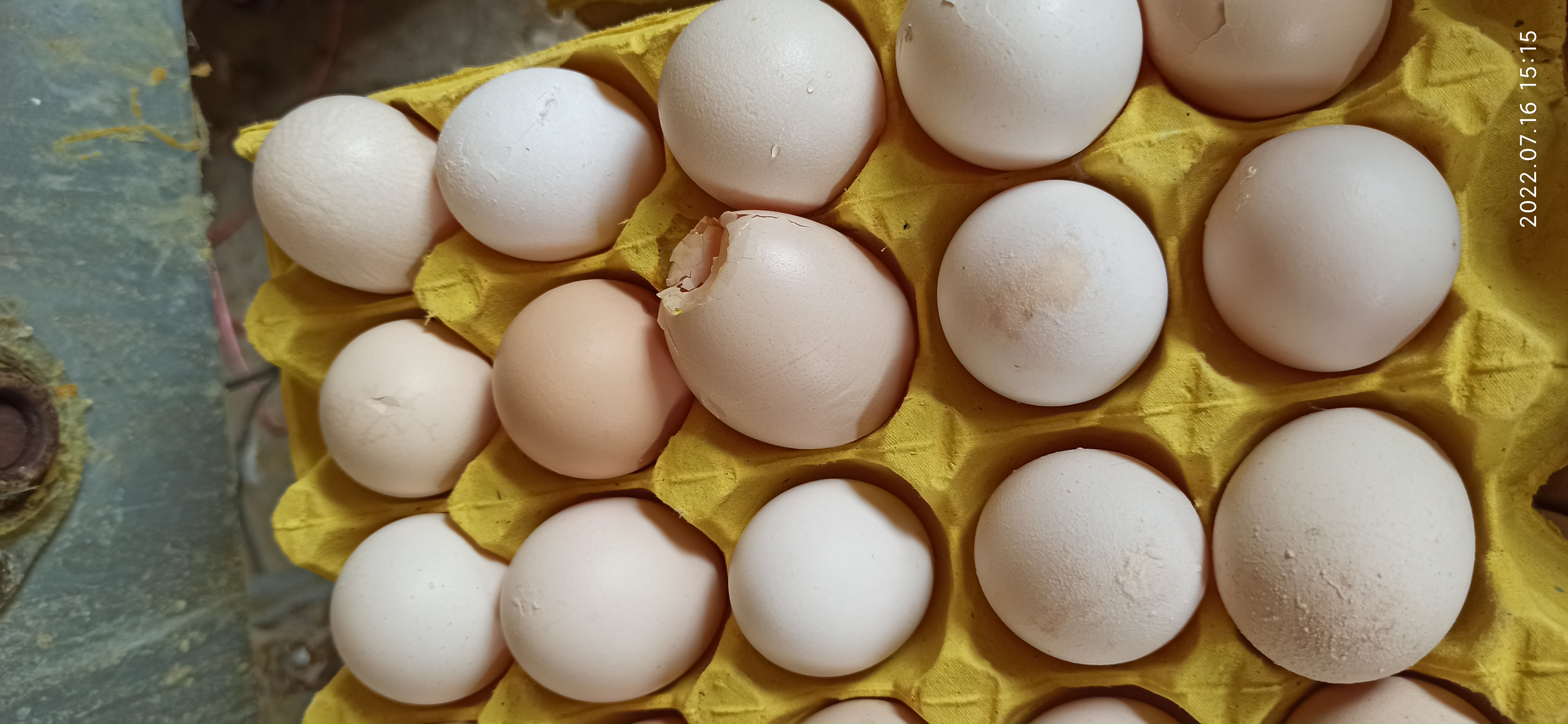 牧翔禽病研究院‖蛋鸡传染性贫血并发滑液囊支原体病例（湖北）69