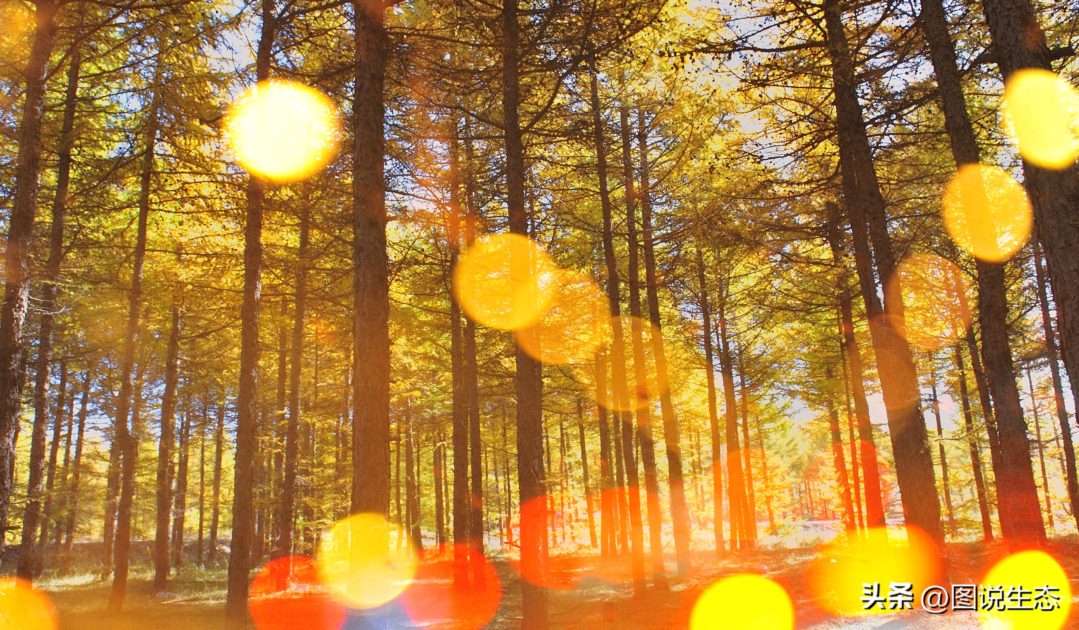 坝上草原游玩的好去处,锡林郭勒大草原和丰宁坝上