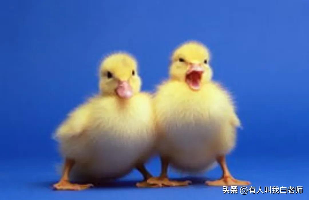 在城里养鸡养鸭,养鸭小孩