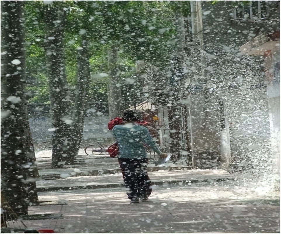 杨絮危害有哪些,漫天杨絮有危害吗