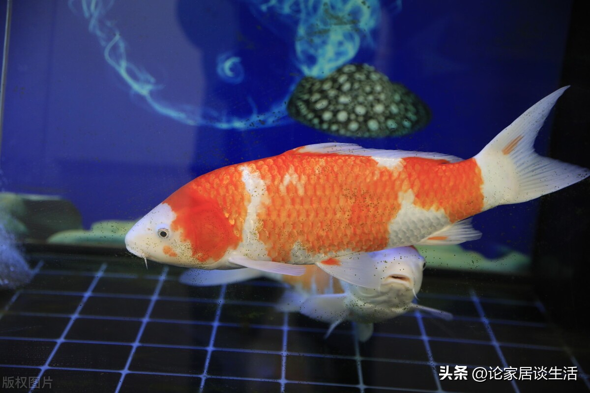 家里鱼缸要怎么布置,家里养鱼如何布置鱼缸