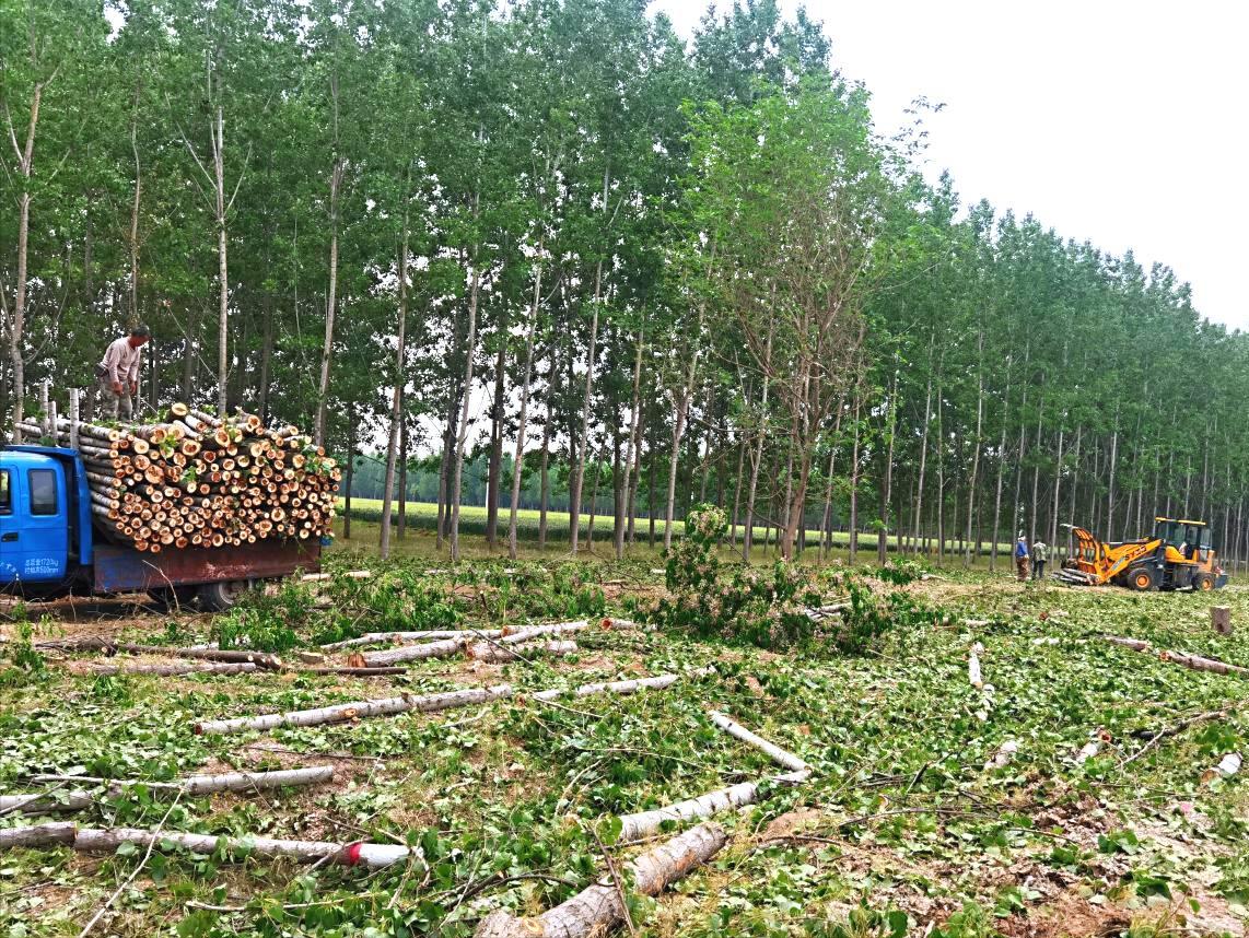 “退林还耕”全国开展，“农管”强制砍伐树木合法吗？来看3点
