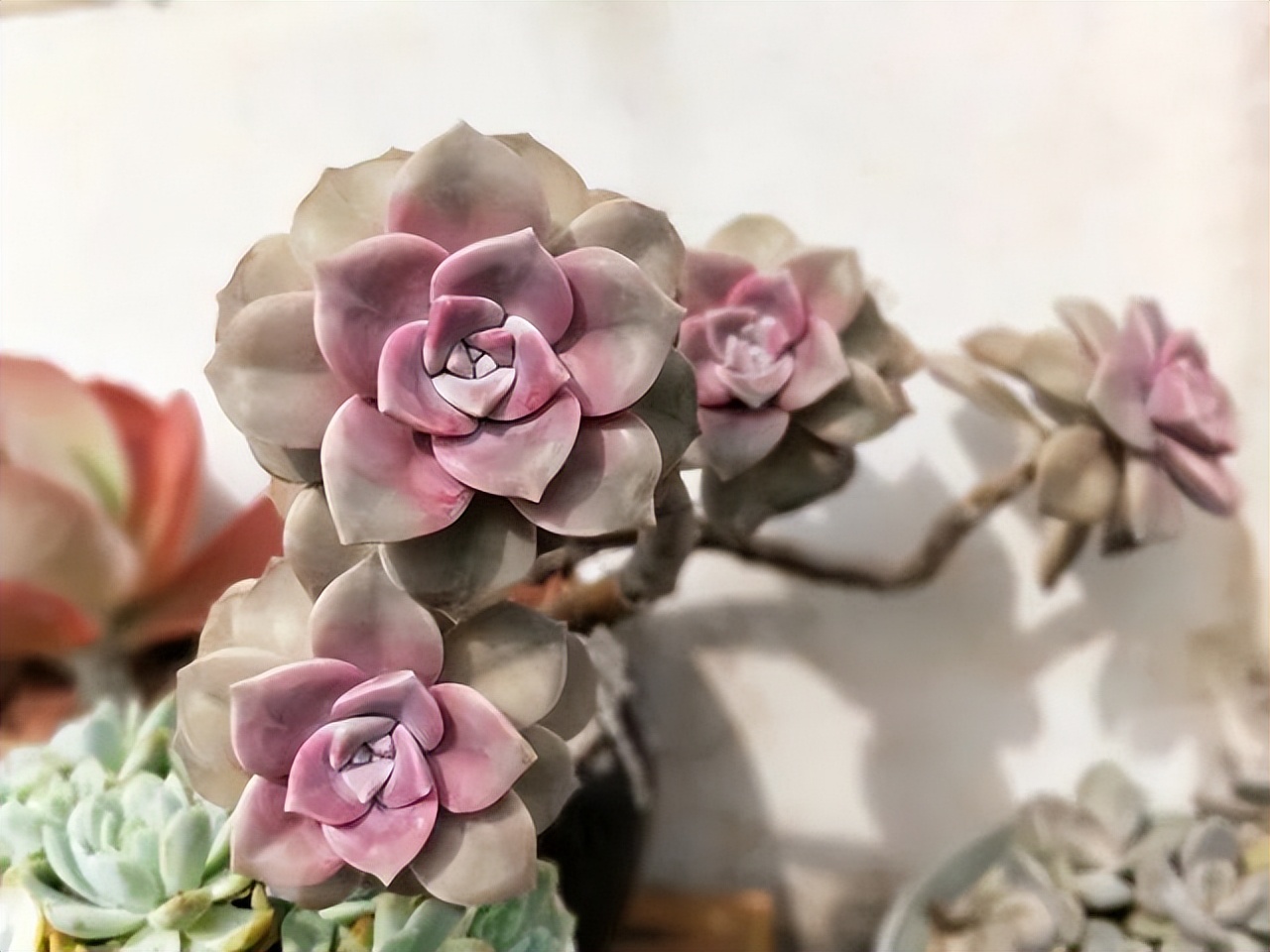 多肉厚脸皮图片大全,5种耐阴多肉植物