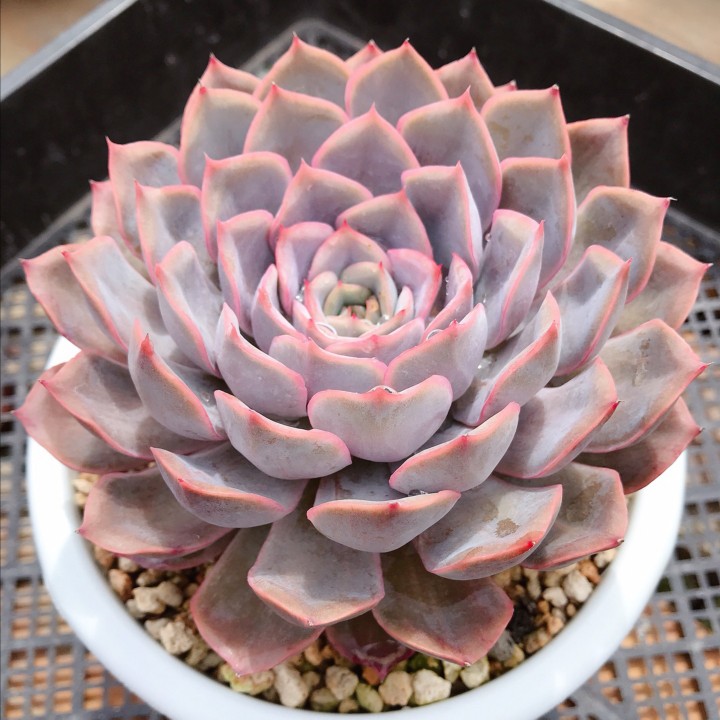 十二卷多肉的品种图鉴,100种多肉植物图片大全