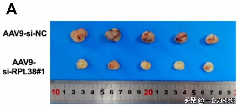 河南省人民医院论文,河南省人民医院发表论文质疑
