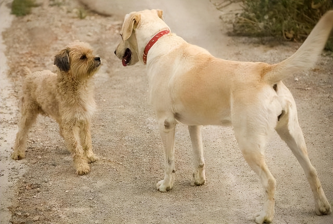 狗狗之间的6种交流方式,你全都知道吗?