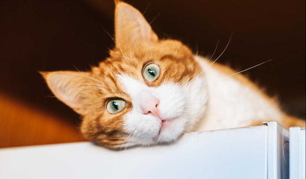 颜值超高的中华田园猫大科普,颜值爆表的8种中华田园猫