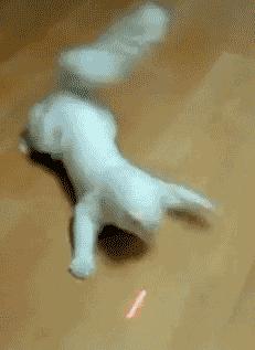 两只猫打架引众猫围观,两只猫打架一只翻肚皮