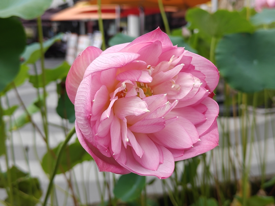 gt5手机测评,真我gt5手机评测