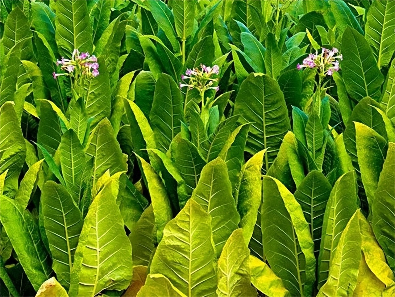 草烟的好处,草烟坏处