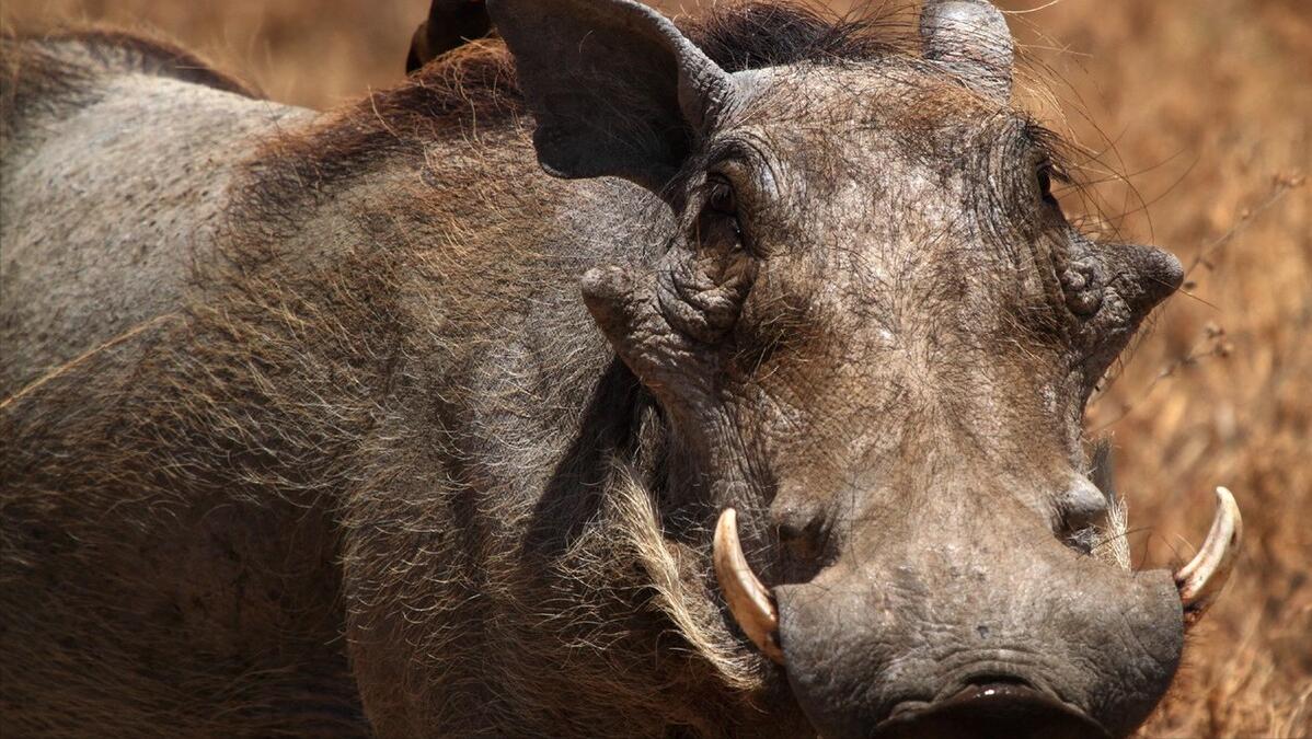猪早晚持续呛喘，全然忽视的那点秘方