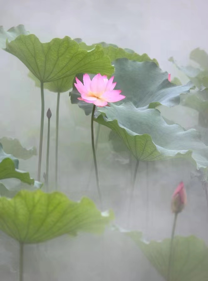 佛山公园里的荷花已悄然绽放,佛山人去旅游