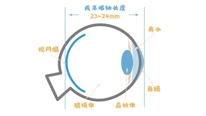 10岁孩子眼轴正常一年长多少,孩子的眼轴能恢复正常吗