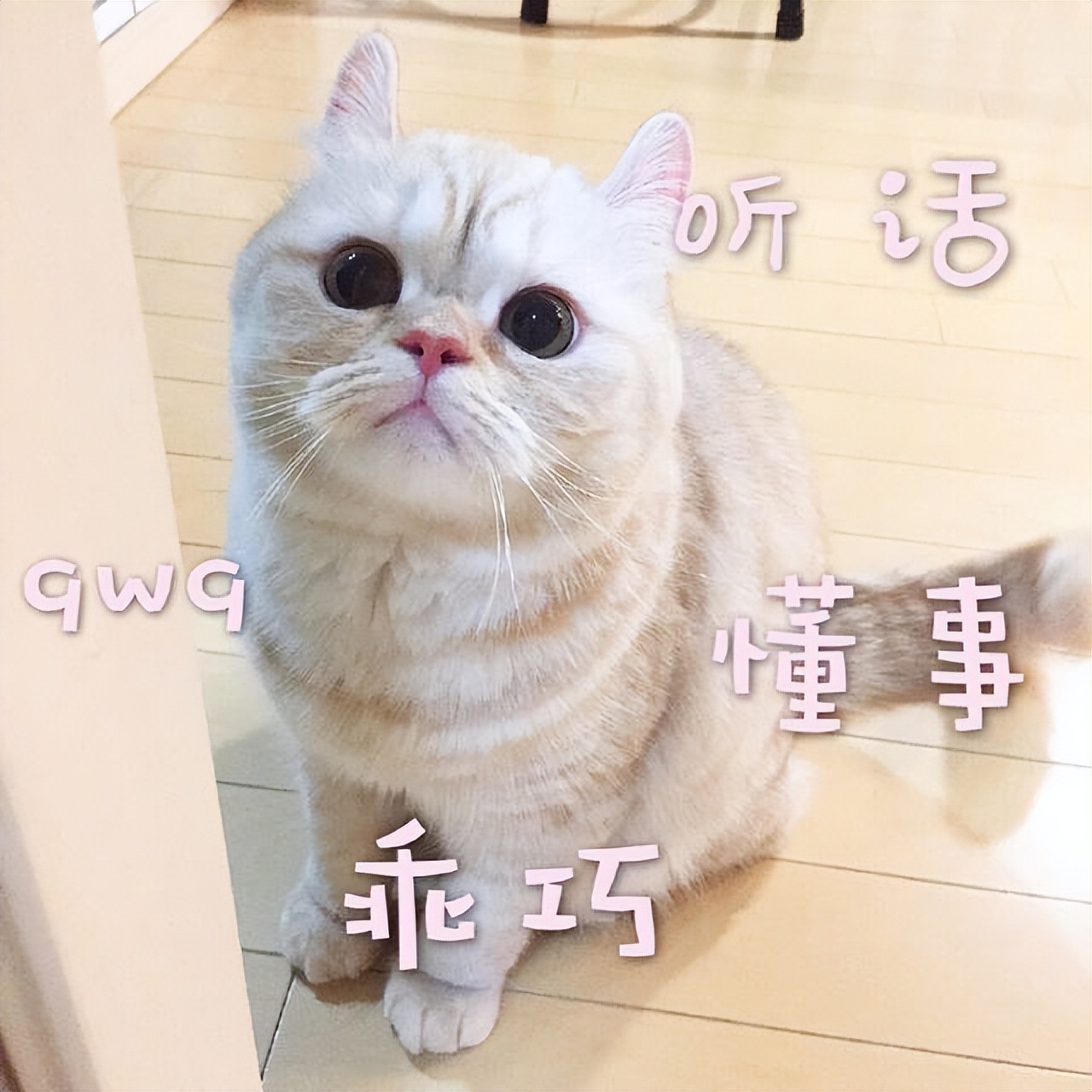 成年猫猫粮推荐排行榜,推荐几款性价比高的猫粮