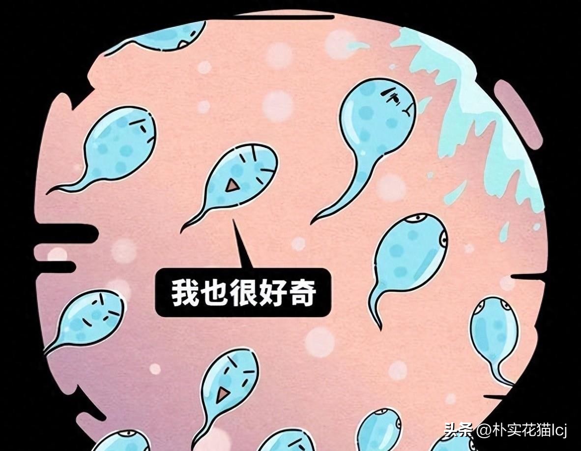 精子受孕未成功后去哪了,没有成功受孕的精子都去哪里了