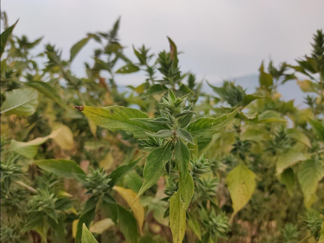 瓜石汤歌诀,通经汤治疗闭经