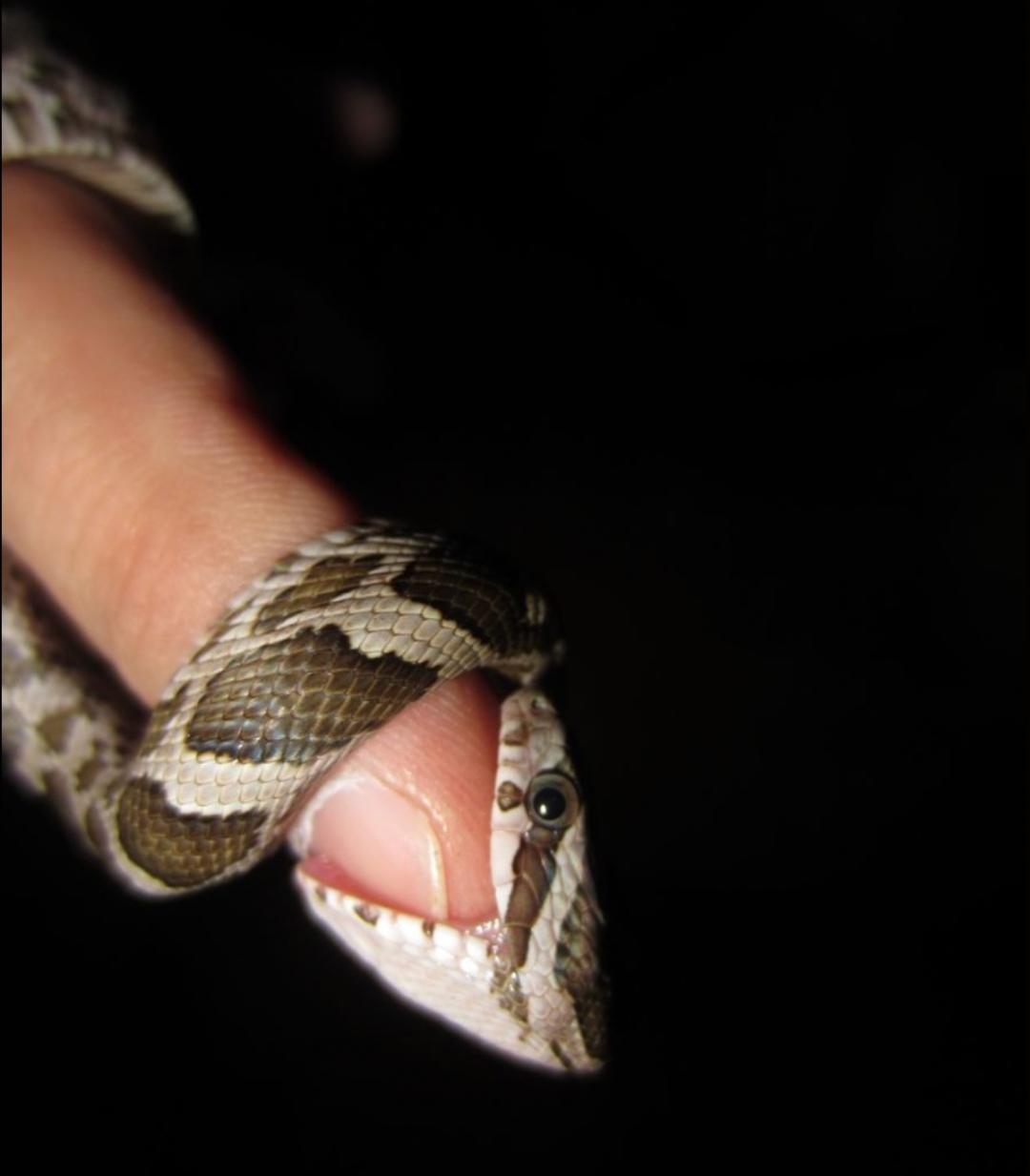 「原来欧洲有这么多种蛇？！」偷师卡塞尔的豢龙大师·下