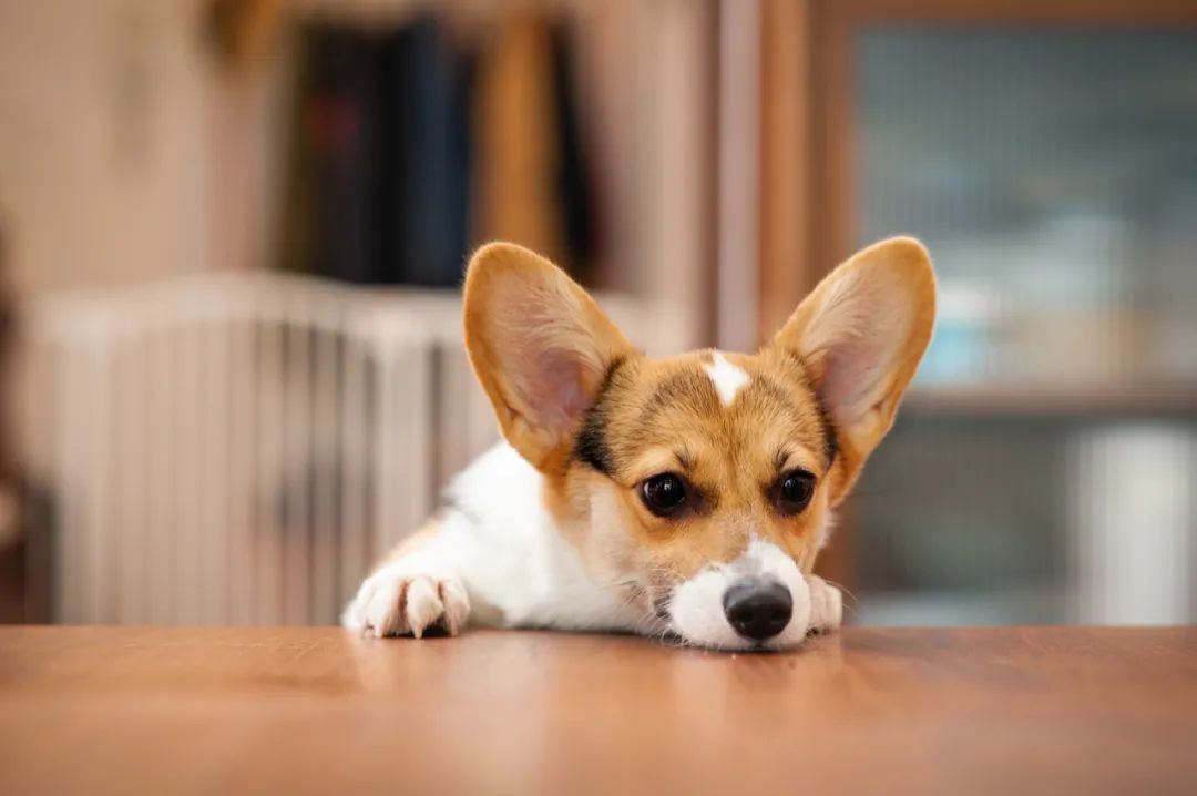 全国首个宠物方舱媒体评论,全国首个宠物方舱建成