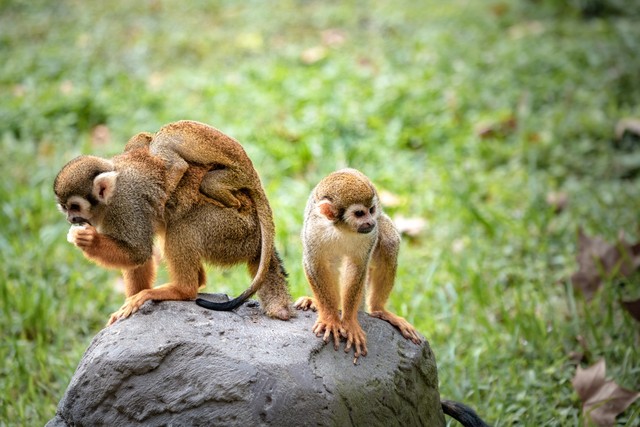 68年生肖猴女晚年怎样,68年生肖猴的晚年宿命
