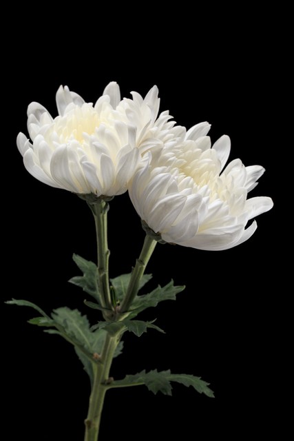 大姨妈量少怎么办,大姨妈来了怎么缓解疼痛