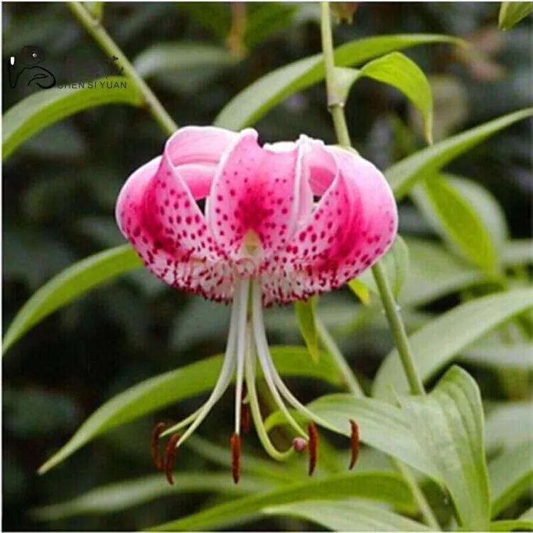 绽放的百合花,绽放的百合花32