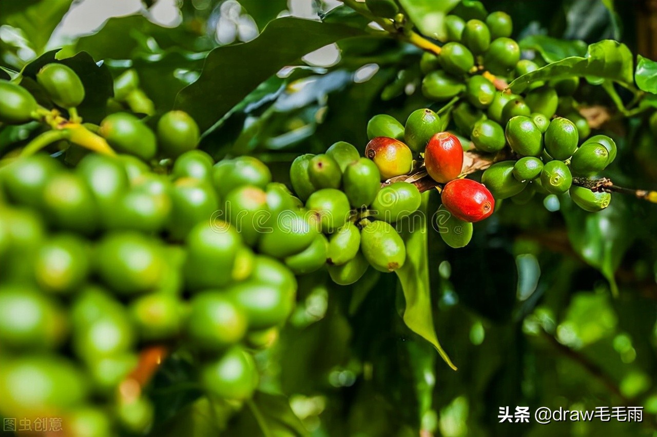 牙买加蓝山和哥伦比亚咖啡,咖啡牙买加蓝山