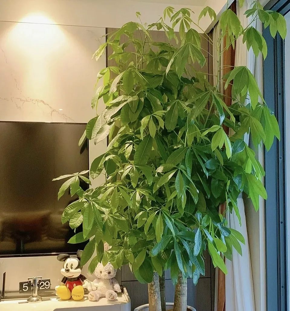 室内养什么绿植吸收甲醛量最高,吸收甲醛最佳且好养的十种植物