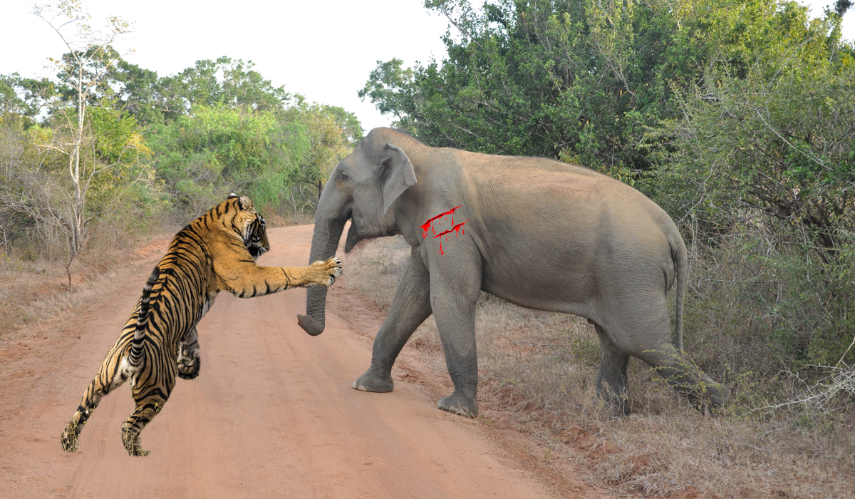 老虎单枪匹马能打过大象吗,五头老虎能打过一只大象吗