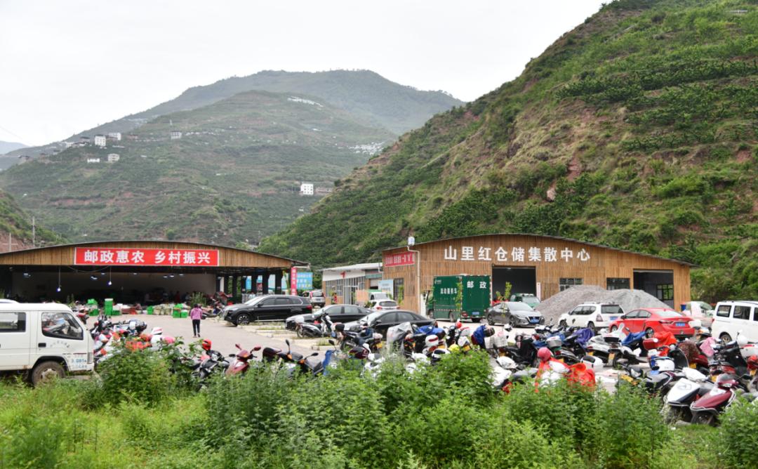 “山里红”樱桃甜又甜——“新农人”任素茂奋斗创业背后的邮政故事