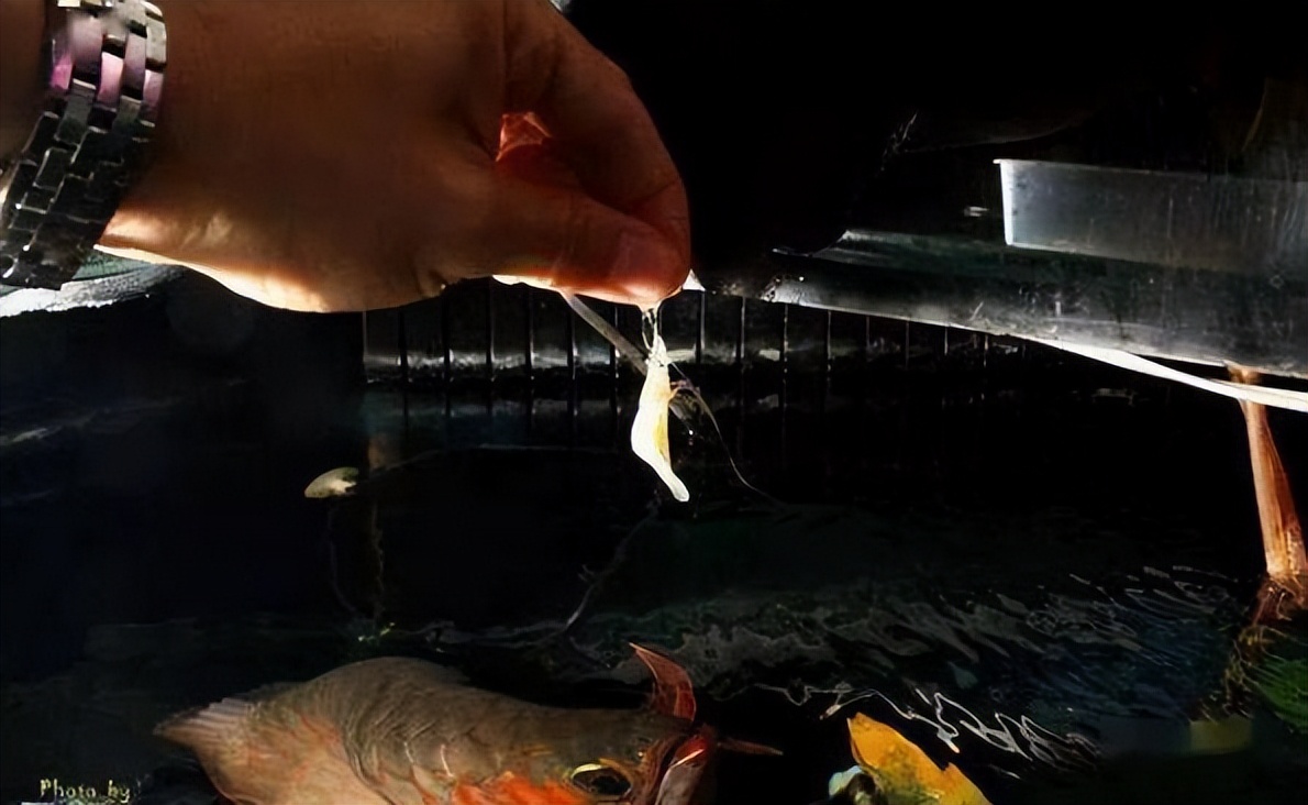 龙鱼的饲养方法和注意事项大全,龙鱼饲养问题