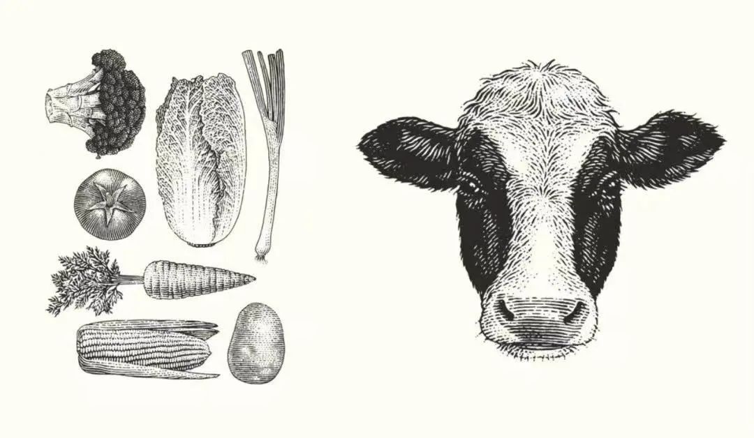 晚点周末丨乳品赛道太挤，朝日唯品的故事从土壤讲起