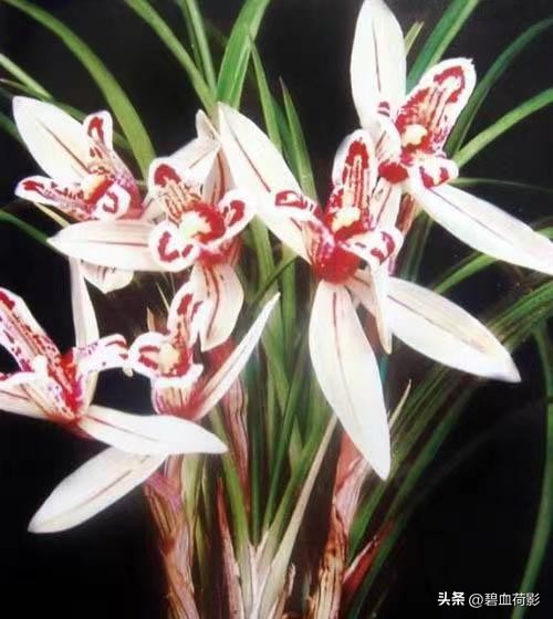 偷三盆兰花200万被判15年,最新盗兰花案件