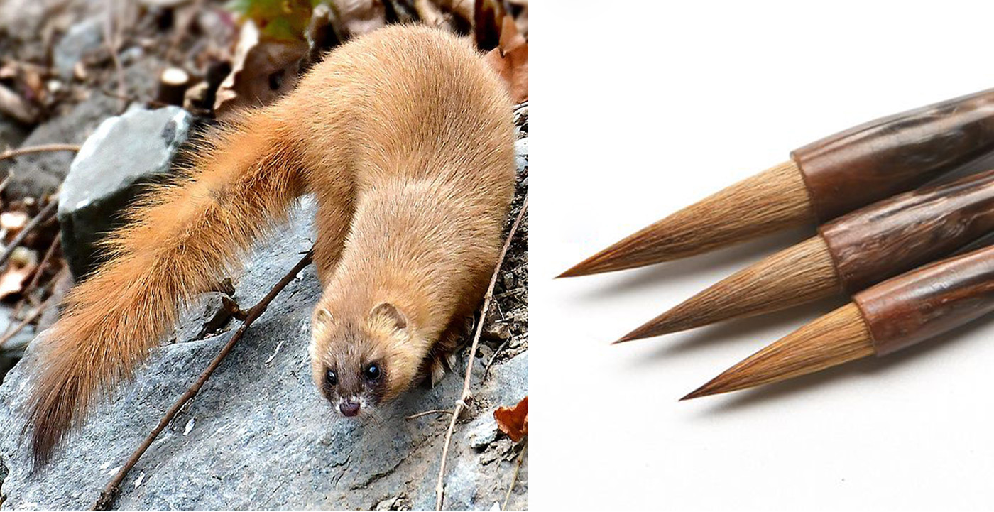 黄鼠狼不能打什么原因,为什么黄鼠狼到人家不能打