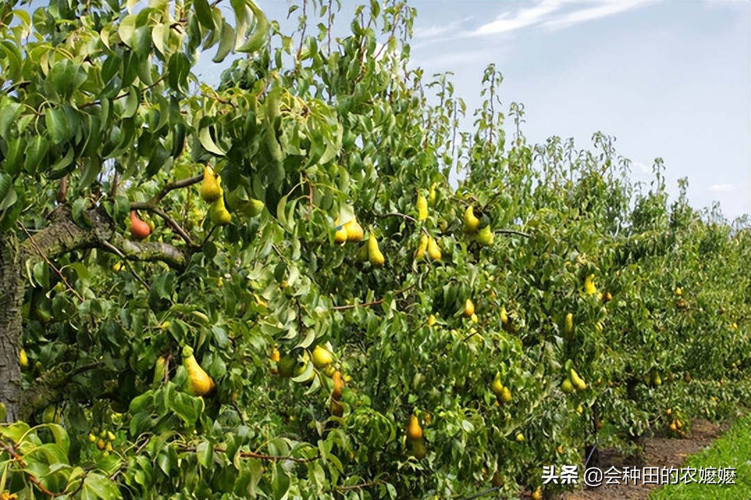 梨树膨大管理技术视频,梨树采收前怎样膨果