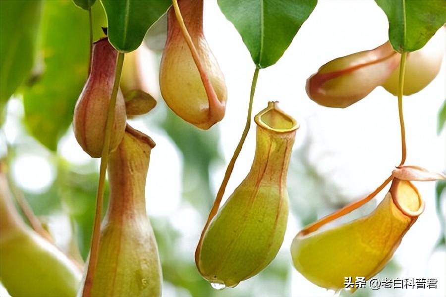 九种有趣的食肉植物,世界十大食肉植物排名