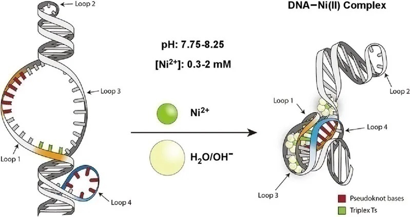 复旦大学最尖端的科研成果,复旦团队发表研究成果