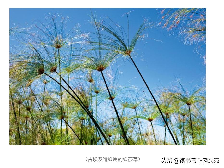 甲骨文神秘诅咒,甲骨文的诅咒图片