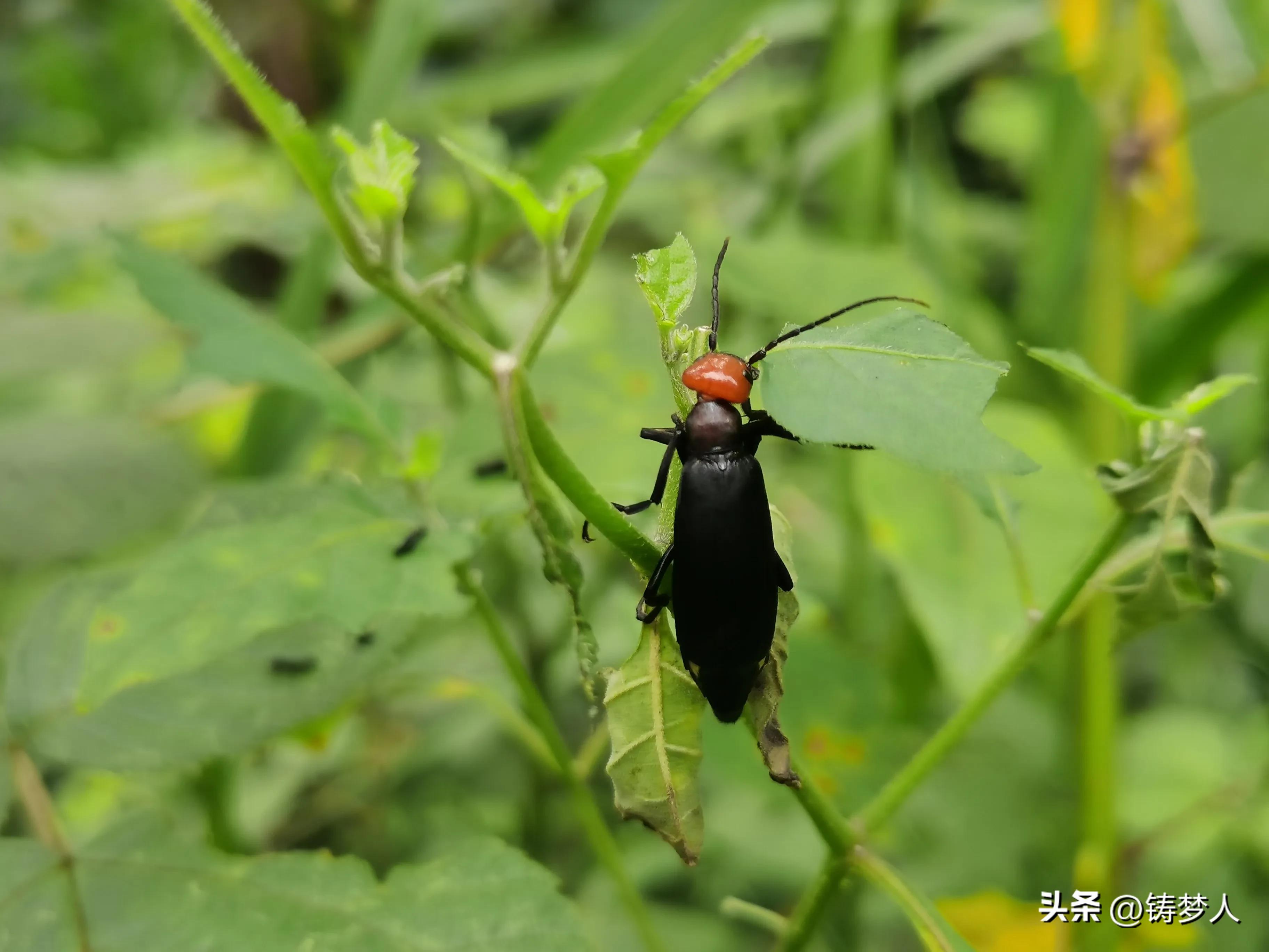 分享手机里的美照,手机拍照技术干货分享