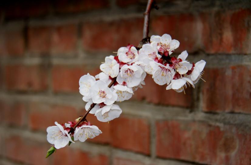 杏花桃花梨花荷花的诗有哪些,关于描写桃花杏花的唯美诗句