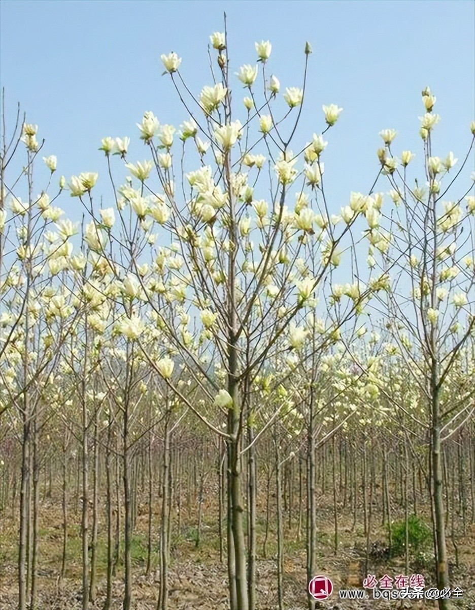 观花乔木有什么,观花乔木有前景吗