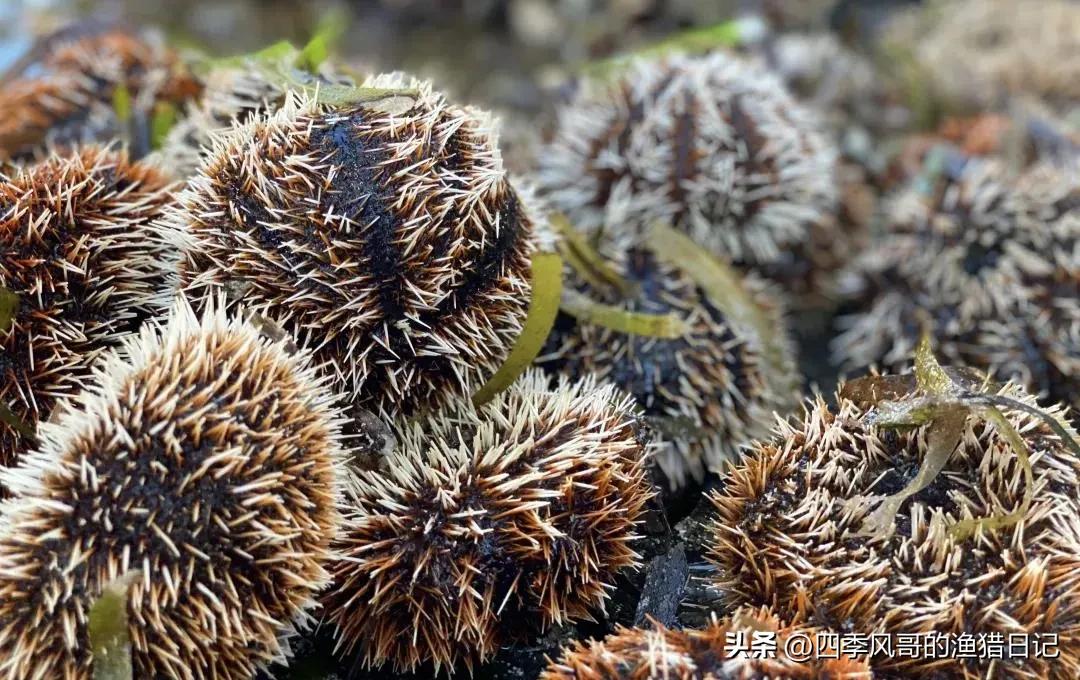 海南西沙群岛景点,西沙群岛小众海岛旅游推荐