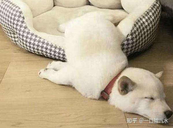 狗狗要睡觉会不会喘气,狗狗要睡床上怎么办