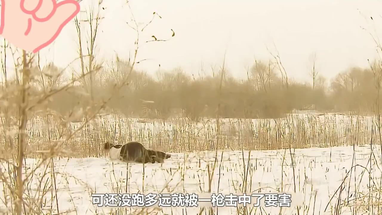 女特工为了情报不惜牺牲自己电影,女特工牺牲自己获得情报