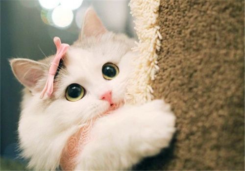 养猫经验猫得了猫癣怎么办,猫舍养猫怎么预防猫癣